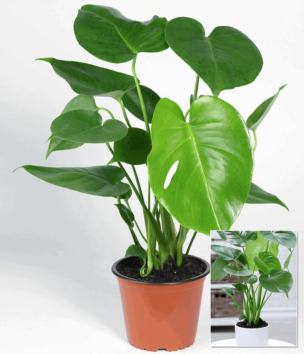 Ý nghĩa phong thủy của cây Tai Phật