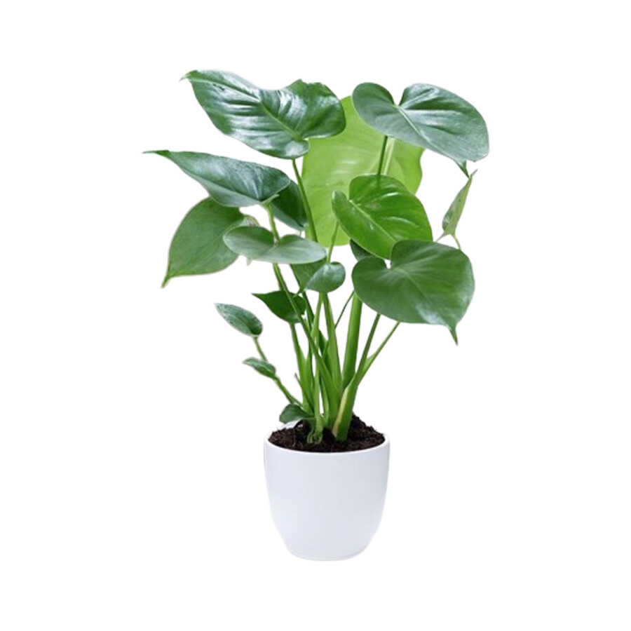 Cây Tai Phật hợp với người mệnh Mộc và người mệnh Hỏa