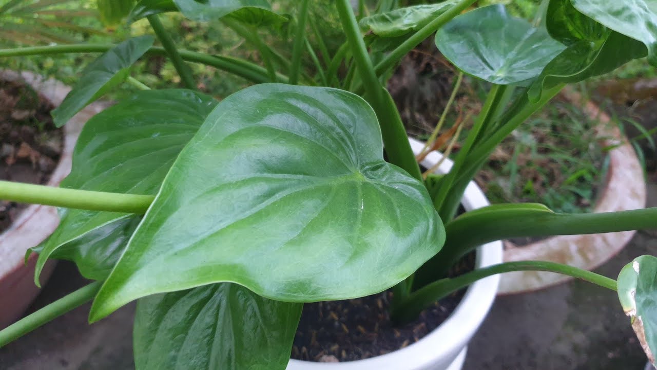 Cây Tai Phật có tên khoa học là Alocasia odora, thuộc họ Ráy (Araceae)