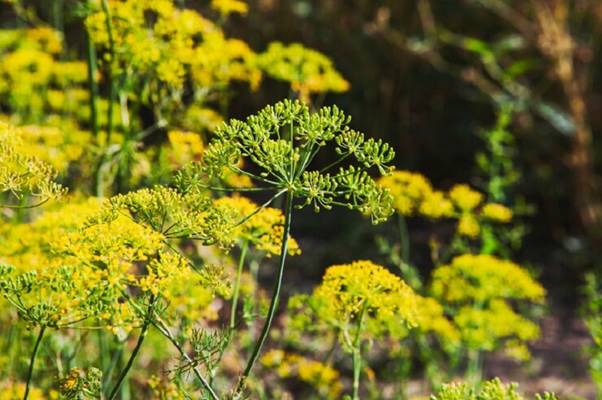 Cây thì là thân thảo