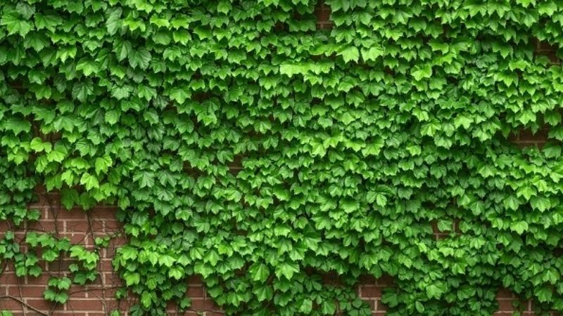 Cây Thường Xuân