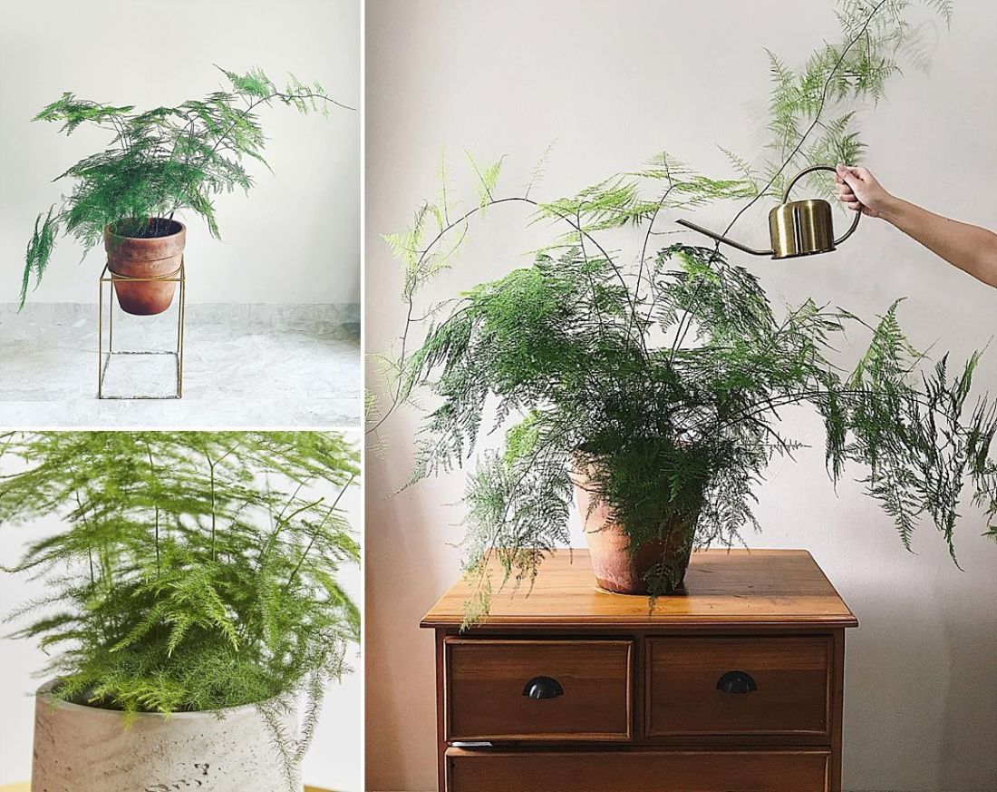 Dòng cây Thủy Tùng mini