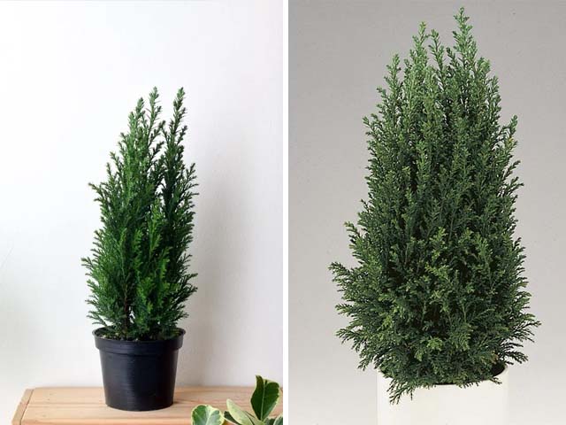 Đặc điểm nổi bật của cây Sơn Tùng