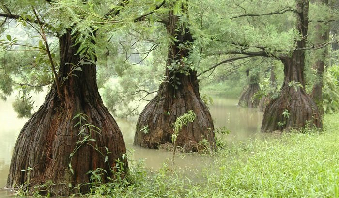 Cây Thủy Tùng là gì?