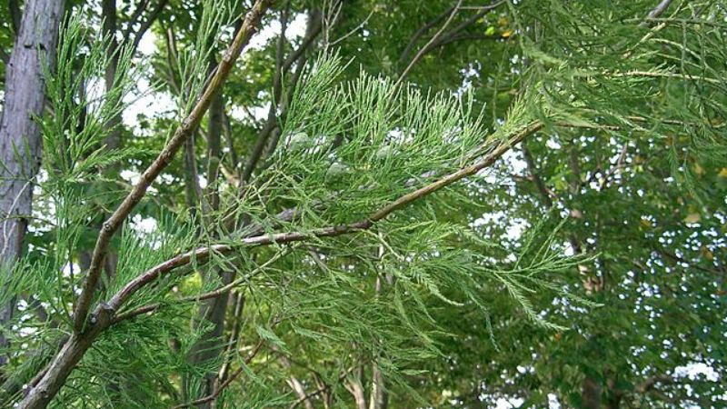 Cây Thủy Tùng hợp tuổi nào, mệnh gì?