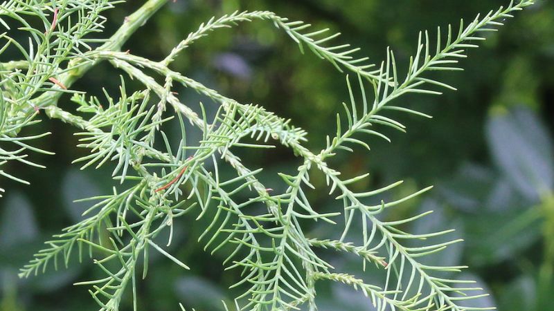 cách chăm sóc cây Thủy Tùng luôn xanh tốt