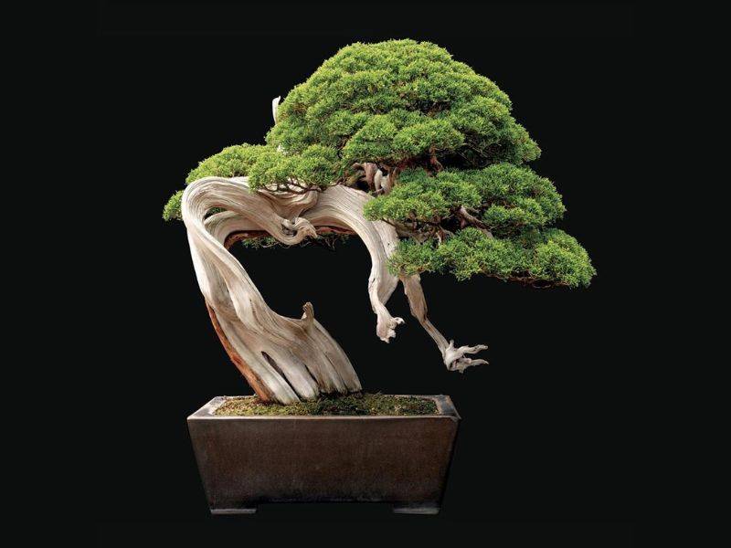 Tìm hiểu cây trắc bách diệp hợp với mệnh nào để thu hút may mắn và tài lộc.