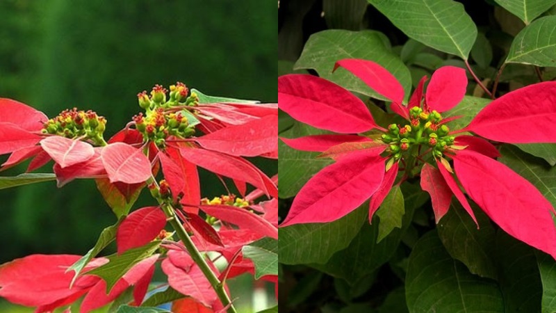 Người tuổi Tý nên trồng cây gì trước nhà