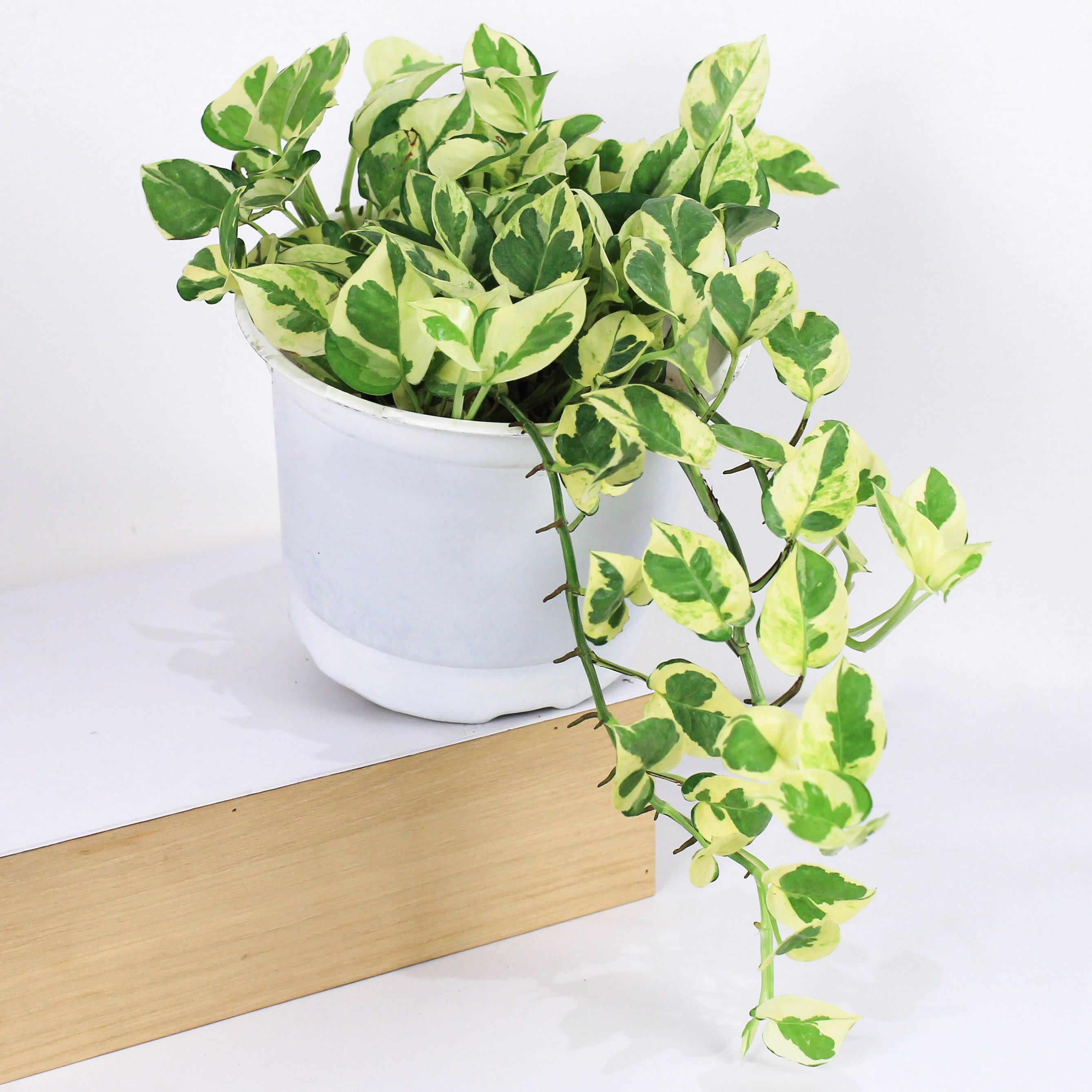 Cây Trầu Bà Cẩm Thạch