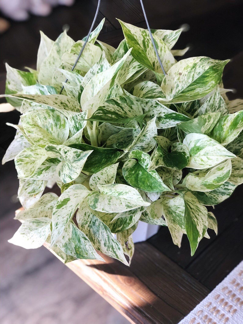Cây Trầu Bà Cẩm Thạch