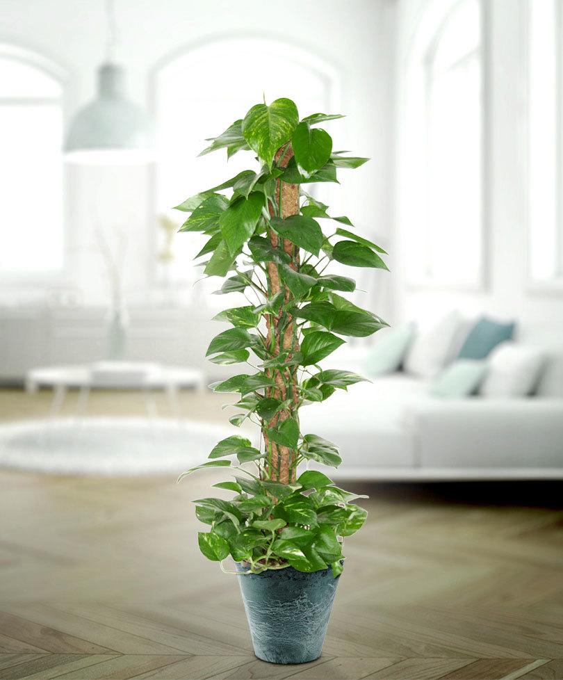 cây trầu bà cột