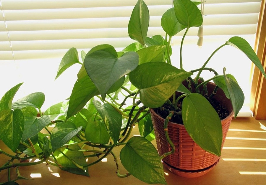 Cây Trầu Bà để trong phòng ngủ được không?