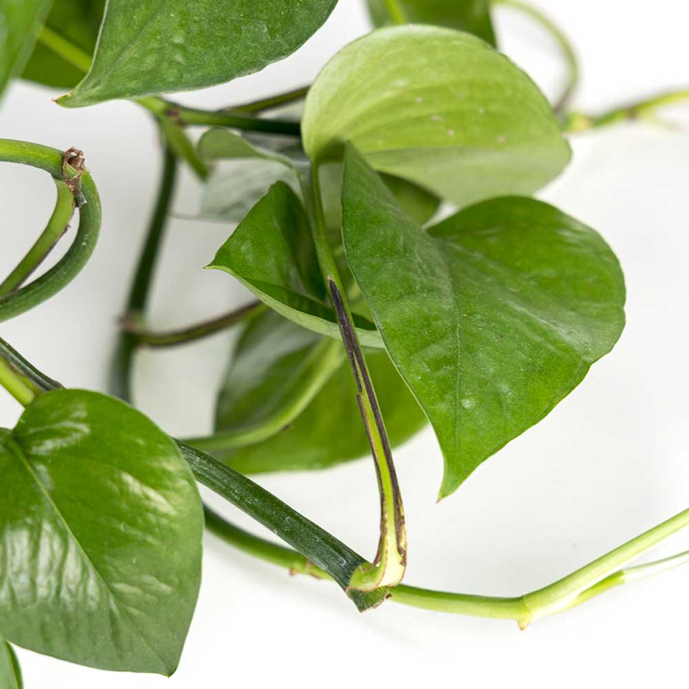 Tổng quan về cây Trầu Bà