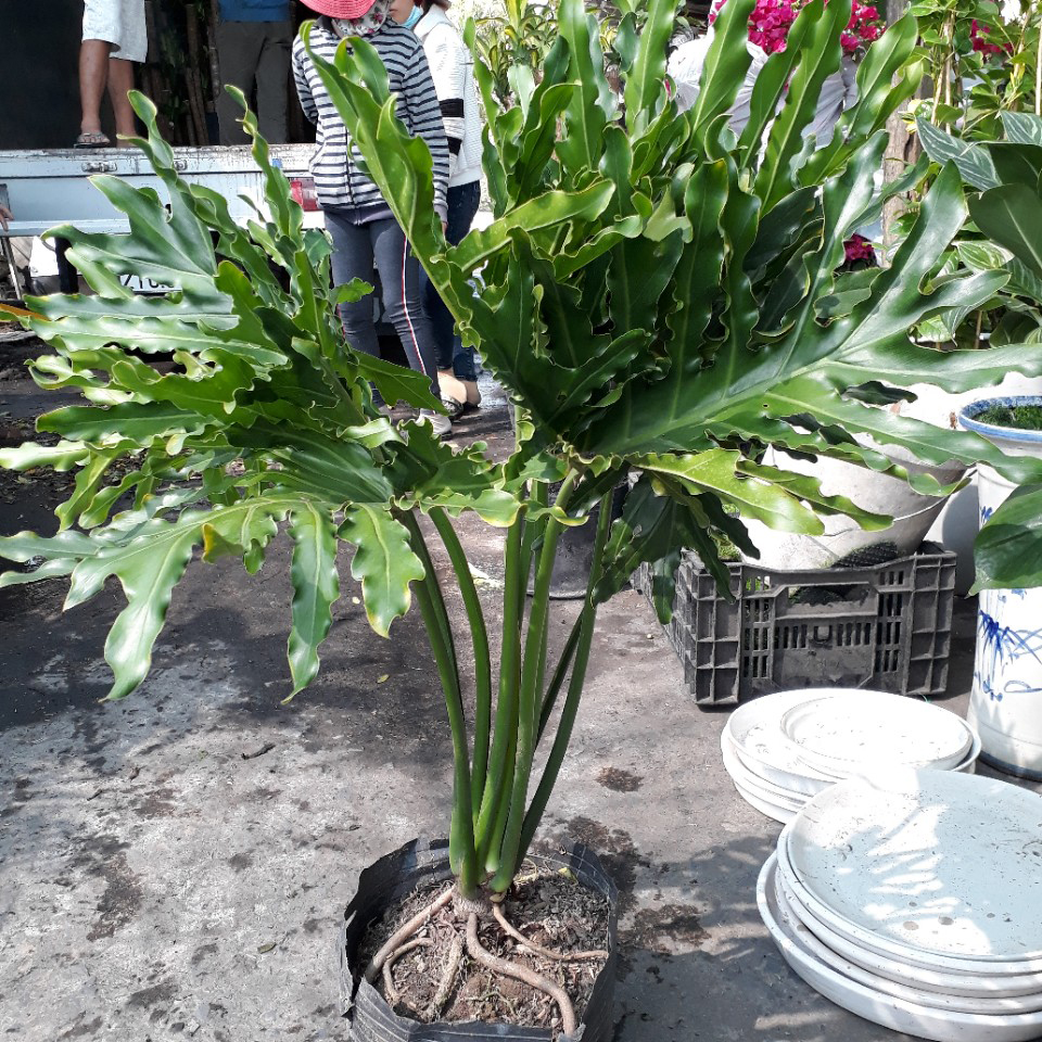 Cây trầu bà thanh xuân