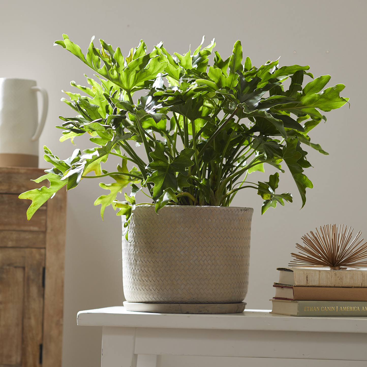 Cây trầu bà thanh xuân