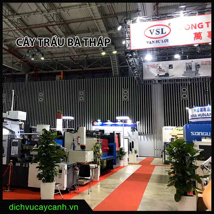 cây trầu bà cột