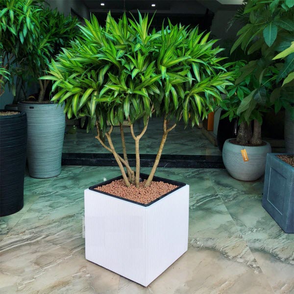 Cây trúc bách hợp