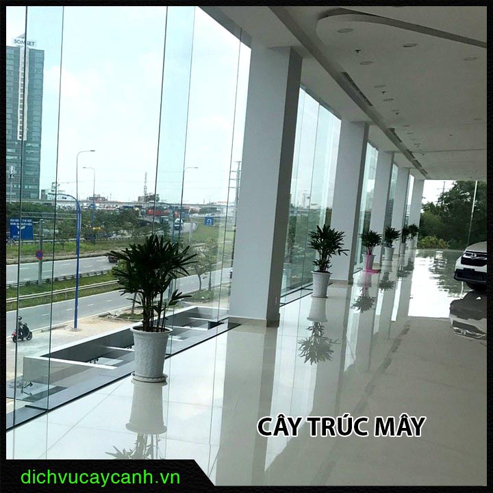 Cây Trúc Mây