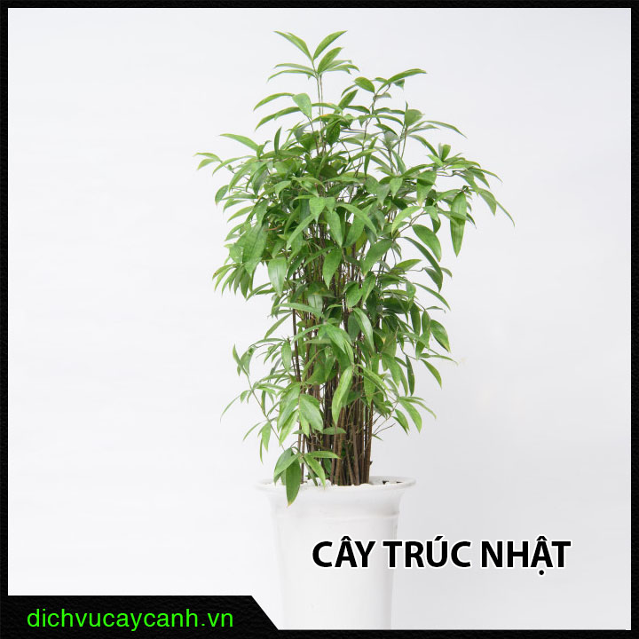 Cây Trúc Nhật