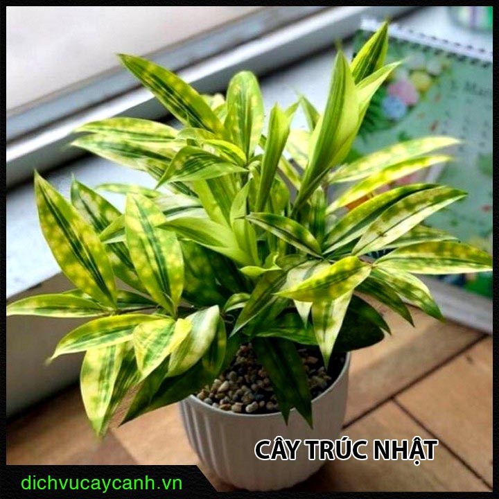 Cây Trúc Nhật đốm