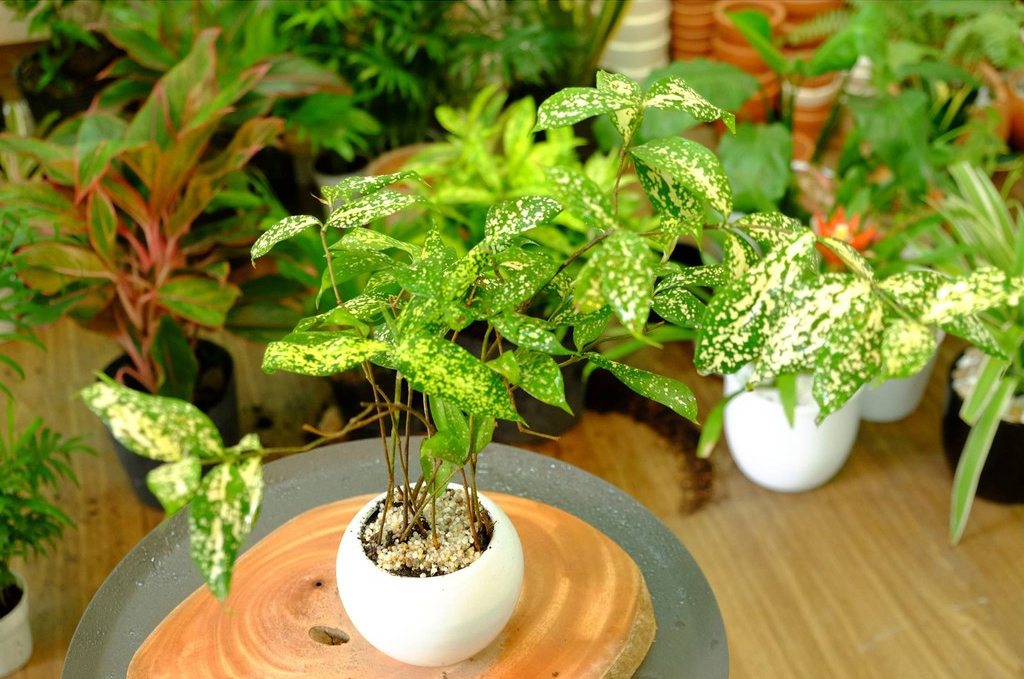 Cây Trúc Nhật đốm Cây Trúc Nhật đốm