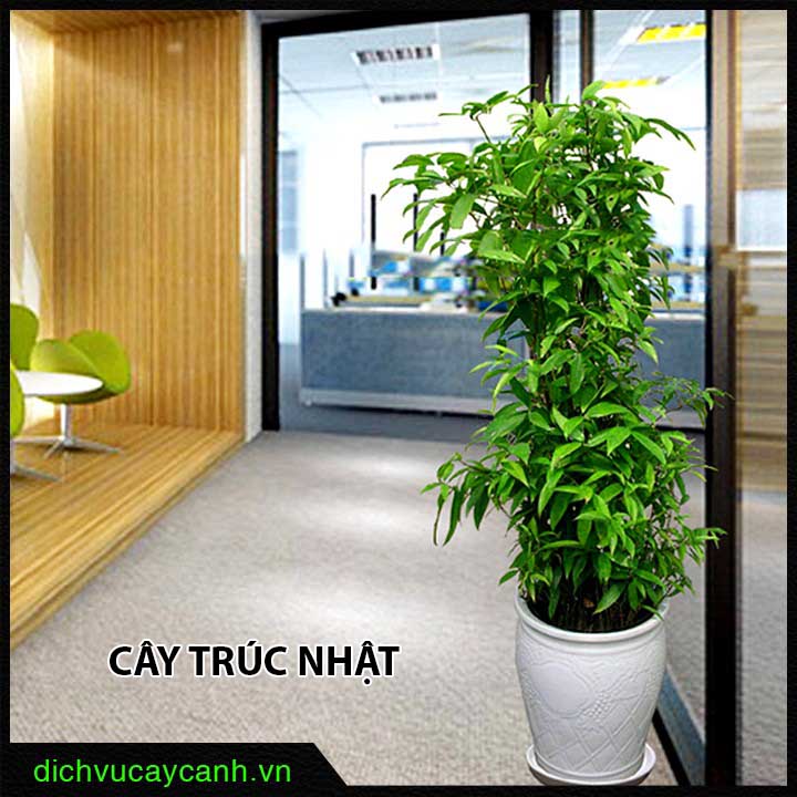 Cây Trúc Nhật đốm