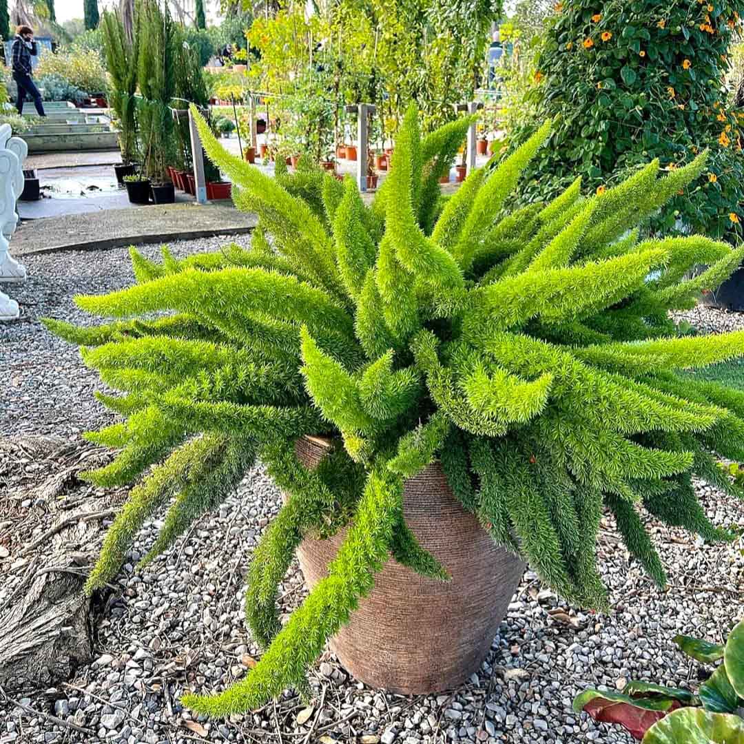 Cây tùng đuôi chồn hợp mệnh Mộc, mệnh Hỏa và mang ý nghĩa phong thủy tốt.