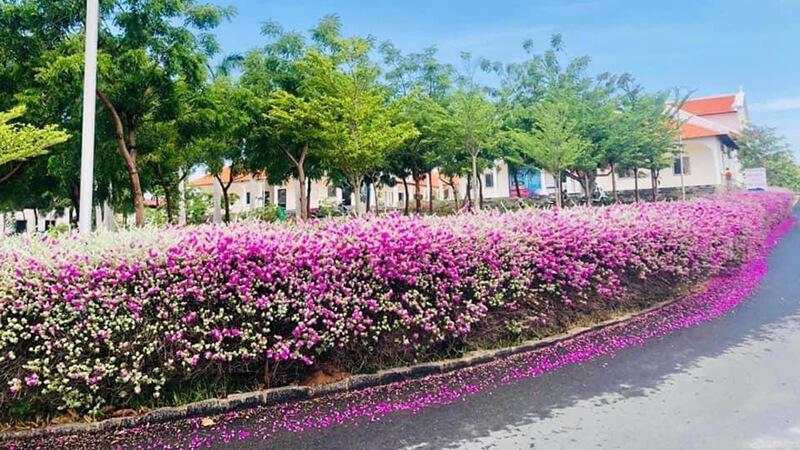 Cây tuyết sơn phi hồng có dễ trồng không?