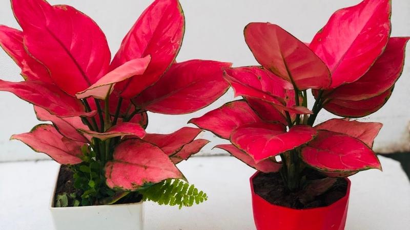 Cây Vạn Lộc Đỏ