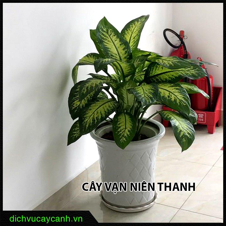 Cây vạn niên thanh