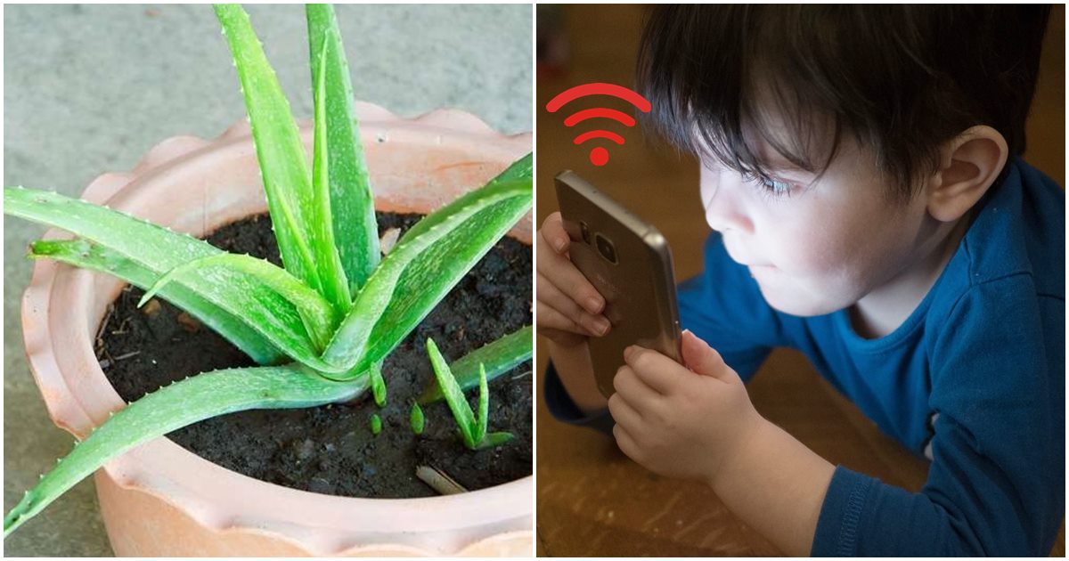 Bản chất của bức xạ wifi và sóng điện từ