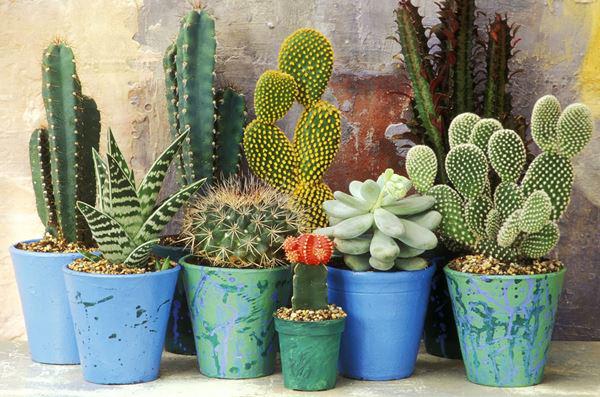 Top 10 cây cảnh chịu nắng lý tưởng để trồng cho nhà hướng Tây