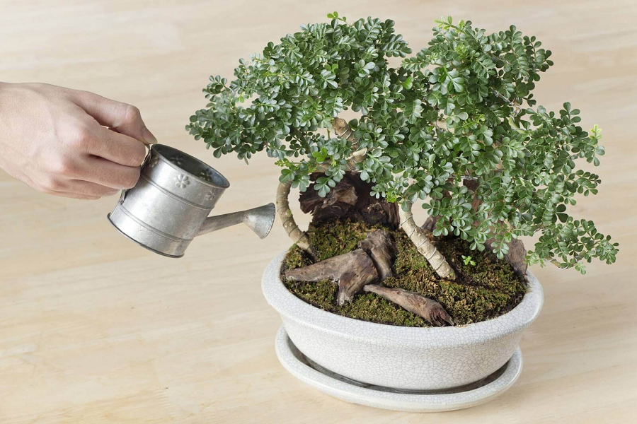 Chăm sóc cây bonsai và cây mini đòi hỏi sự tỉ mỉ, kiên nhẫn.