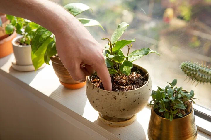 Chăm sóc cây cảnh theo mùa giúp cây phát triển khỏe mạnh và đẹp mắt theo từng thời điểm trong năm.