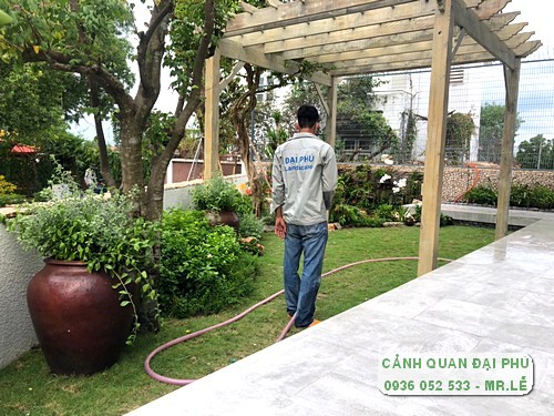 Dịch vụ chăm sóc cây cảnh của Cảnh quan Đại Phú giúp cây luôn xanh tốt trong nhà.