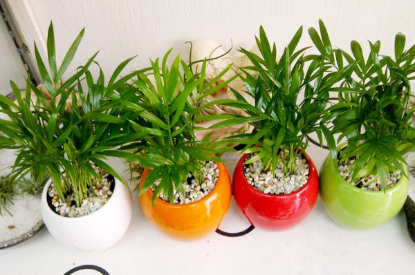 Ý nghĩa phong thủy của cây dừa cảnh để bàn