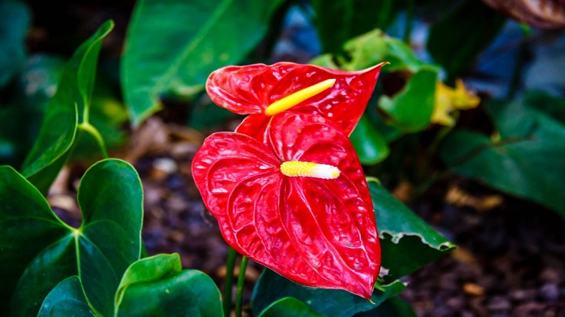 Kỹ thuật cắt tỉa và nhân giống hồng môn