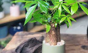 Cây kim ngân và ý nghĩa phong thủy