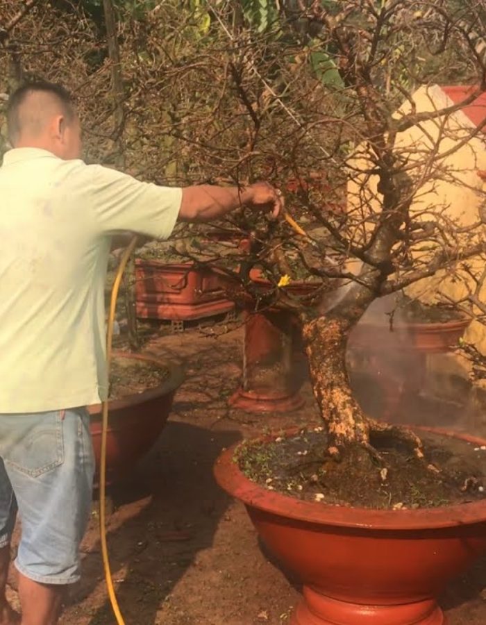 Phân biệt dáng trực văn nhân và cây cảnh dáng văn nhân tổng thể