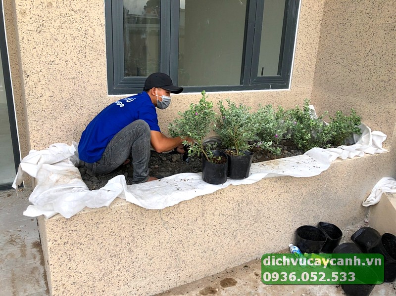chăm sóc sân vườn biệt thự tại Thủ Đức