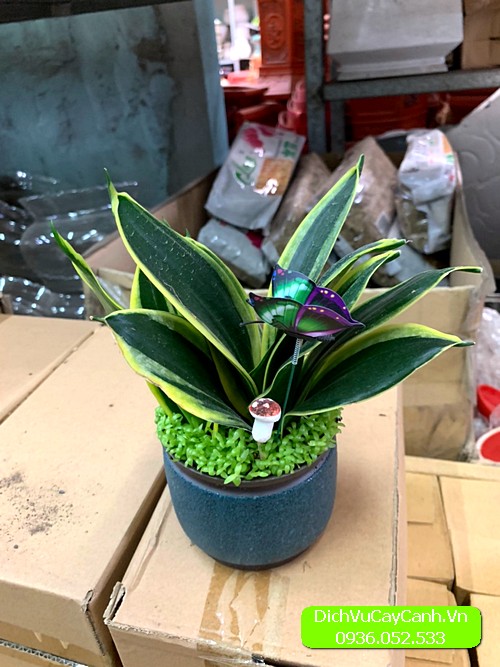 chậu cây quà tặng  chậu cây quà tặng