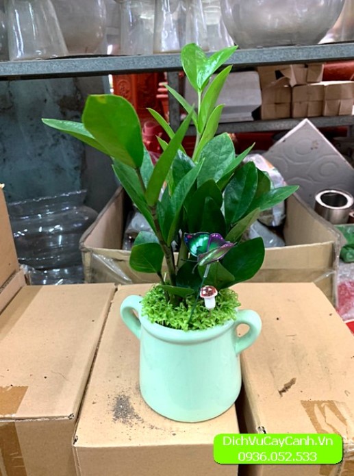 chậu cây quà tặng  chậu cây quà tặng