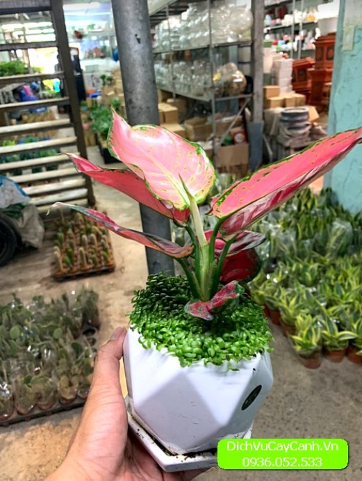 chậu cây quà tặng  chậu cây quà tặng