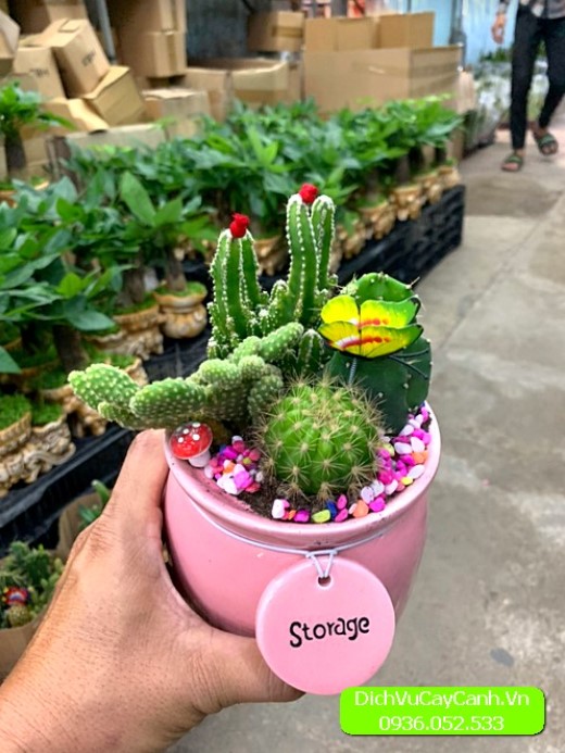 Cây cảnh mini
