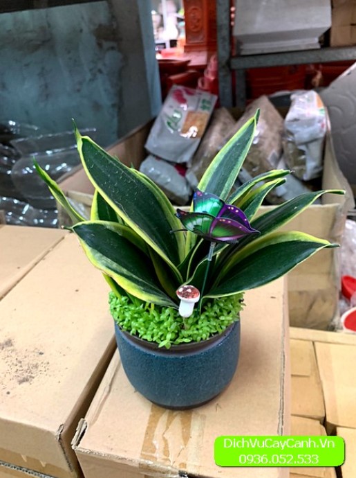 chậu cây quà tặng  chậu cây quà tặng