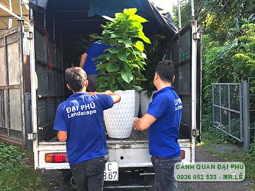 chậu cây quà tặng  chậu cây quà tặng