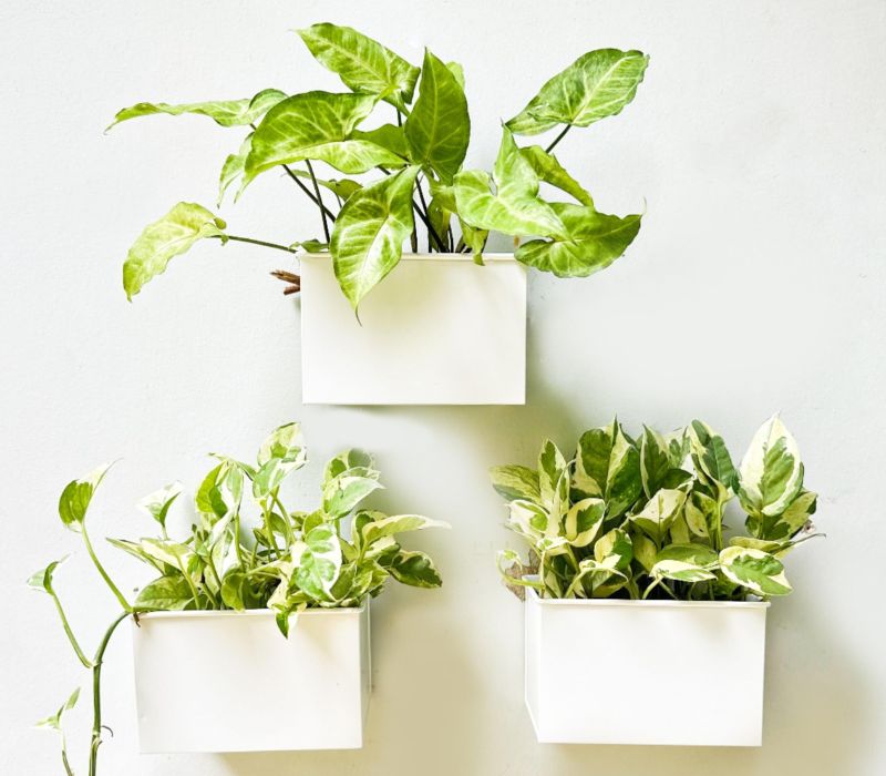 mua chậu cây cảnh đẹp