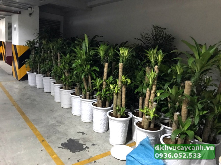 Cho thuê cây cảnh trang trí sự kiện TpHCM