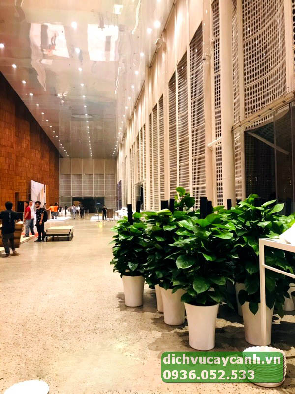 cho thuê cây trang trí hội nghị