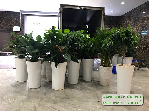 Cho thuê cây cảnh Tp Thủ Đức uy tín 